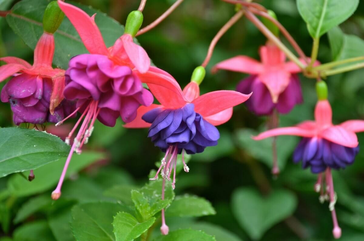 Ultimate Guide to Fuchsia Flower Meaning and Symbolism Petal Republic