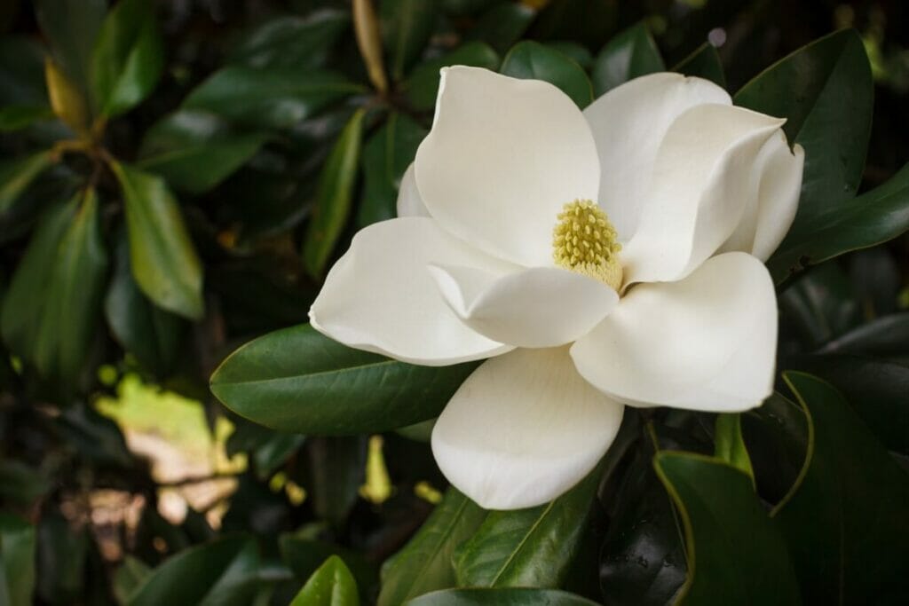Popular Types, Species, and Cultivars