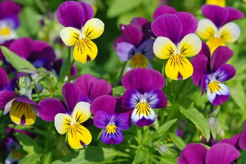 Popular Types of Pansy Flowers