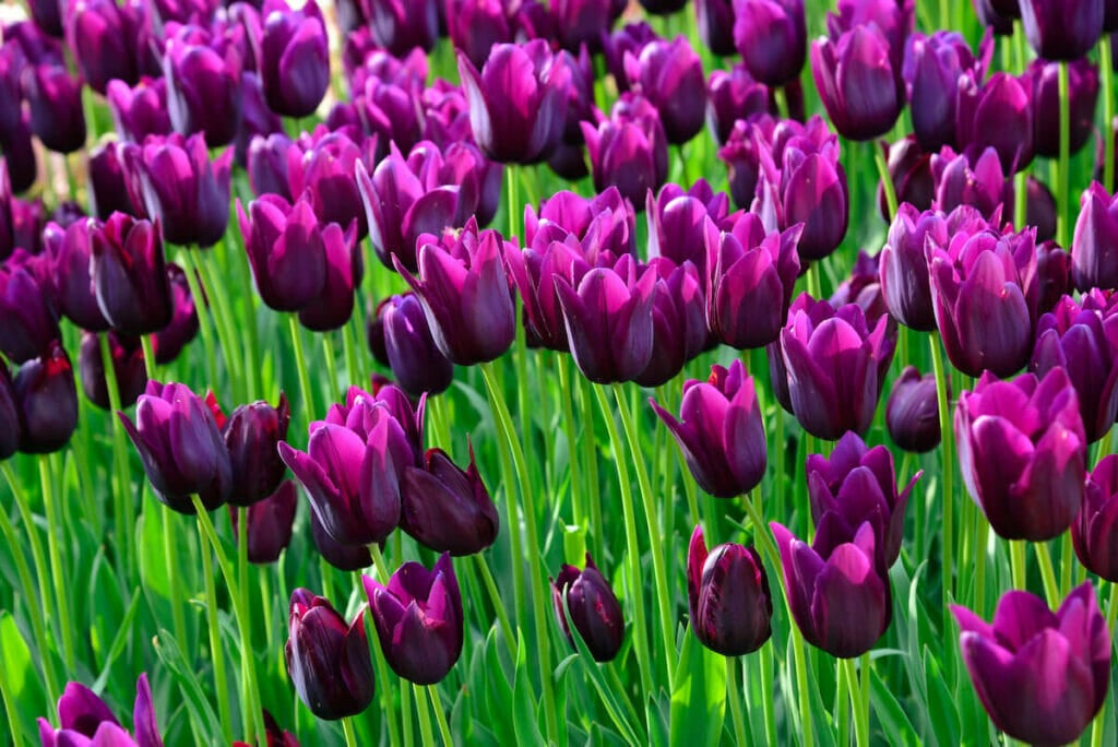 Purple tulip flowers in a field