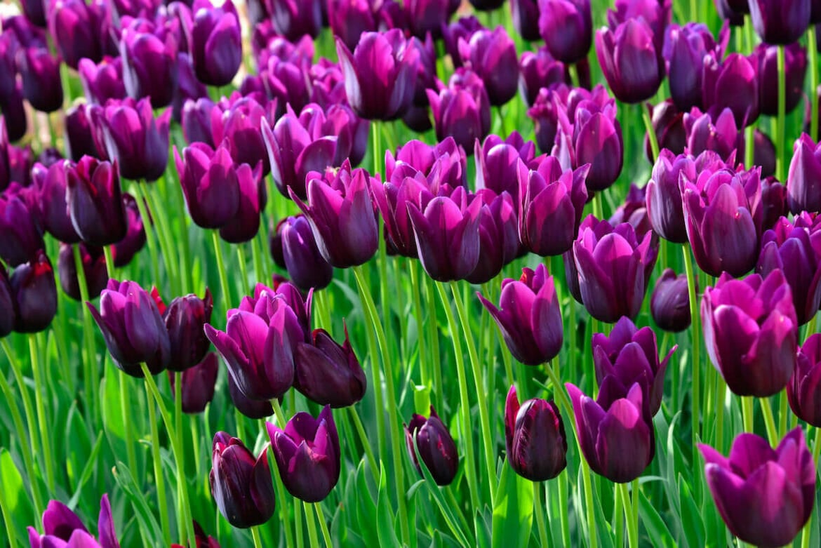 Tulip Flower Meaning, Symbolism, and Cultural Significance Petal Republic