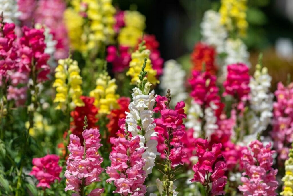 Snapdragons
