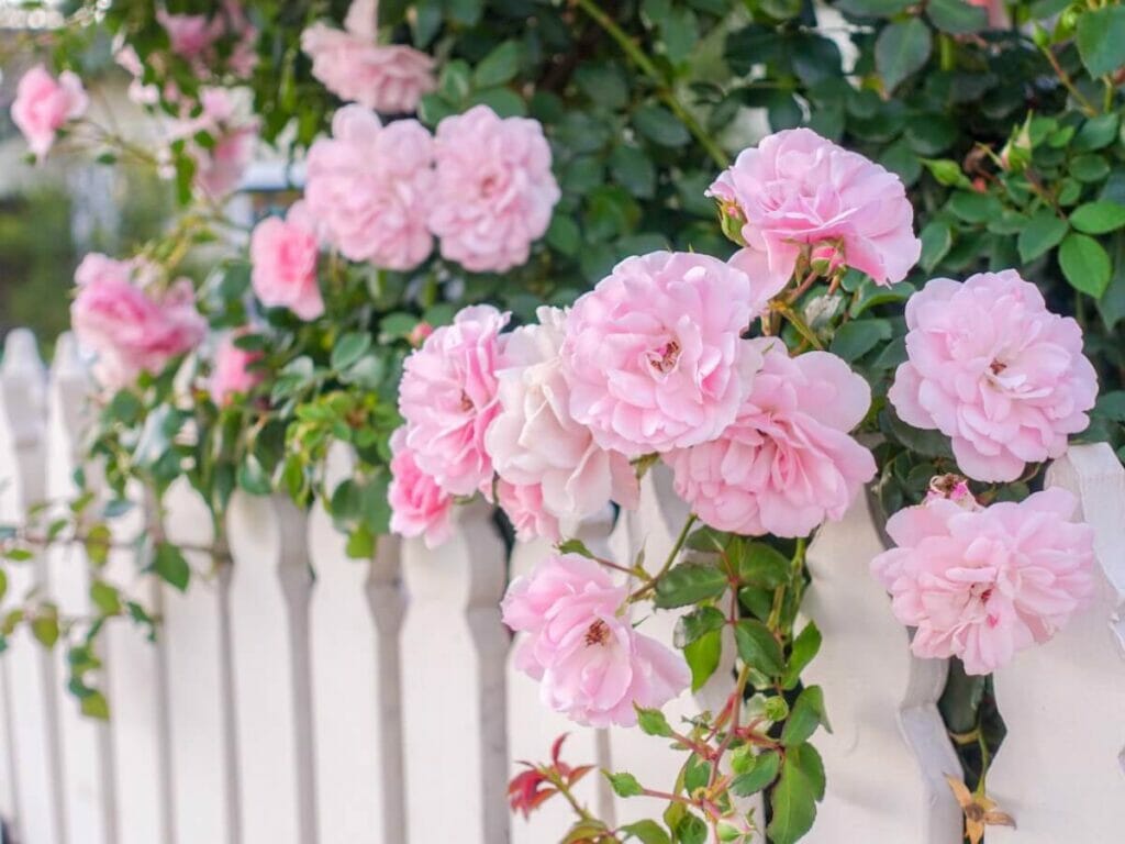 Lush pink peonies growing alongside a white picket fence