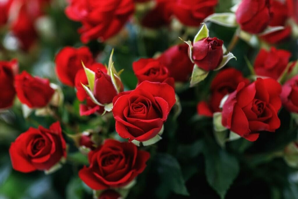 A bouquet of red roses