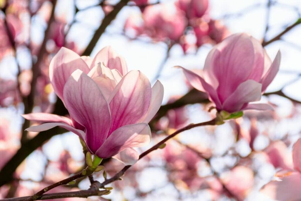 Magnolia Flowers and Their Symbolic Meanings Petal Republic