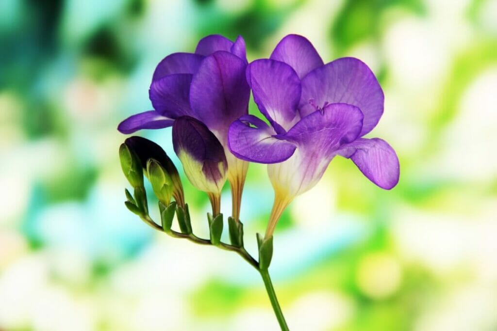 A purple freesia flower in bloom