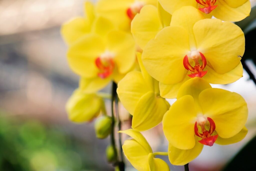 Bright yellow orchid flowers in bloom