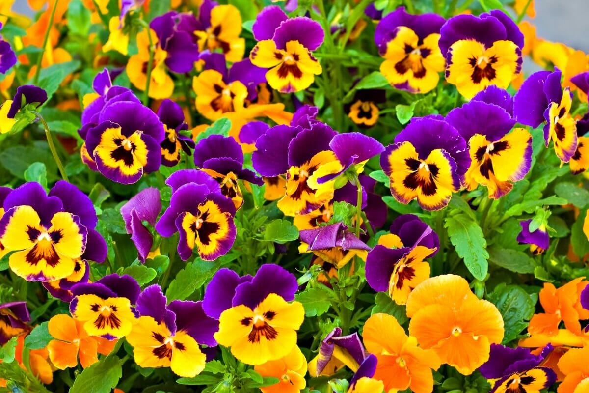 Pansy Flower Meaning, Myths, and Symbolism Petal Republic
