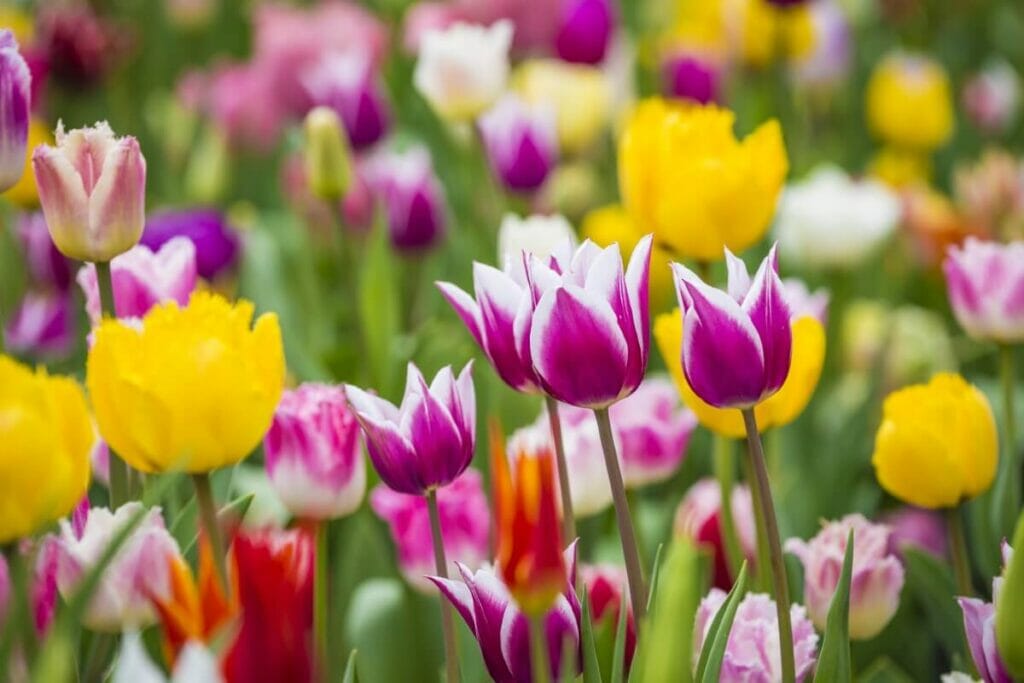 A field of colorful Tulips in bloom