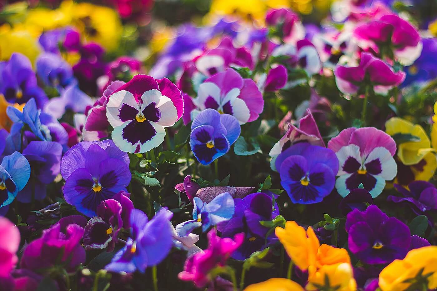 Ultimate Guide to Pansy Flower Meaning & Symbolism - Petal Republic