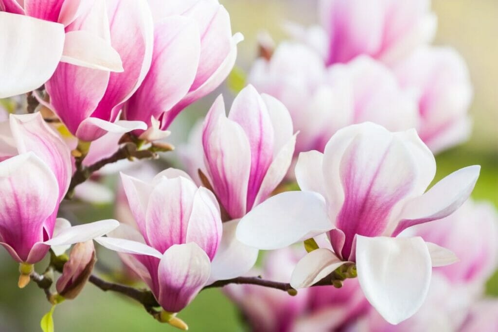 Victorian Meaning of Magnolia Flowers