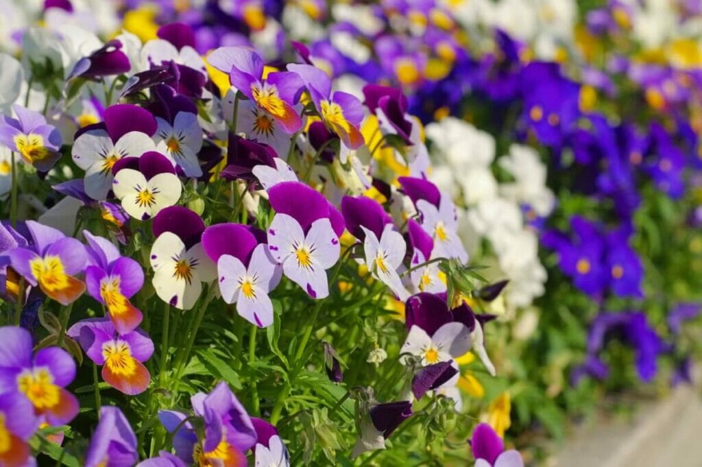 Pansy Flower Meaning in the Victorian Language of Flowers
