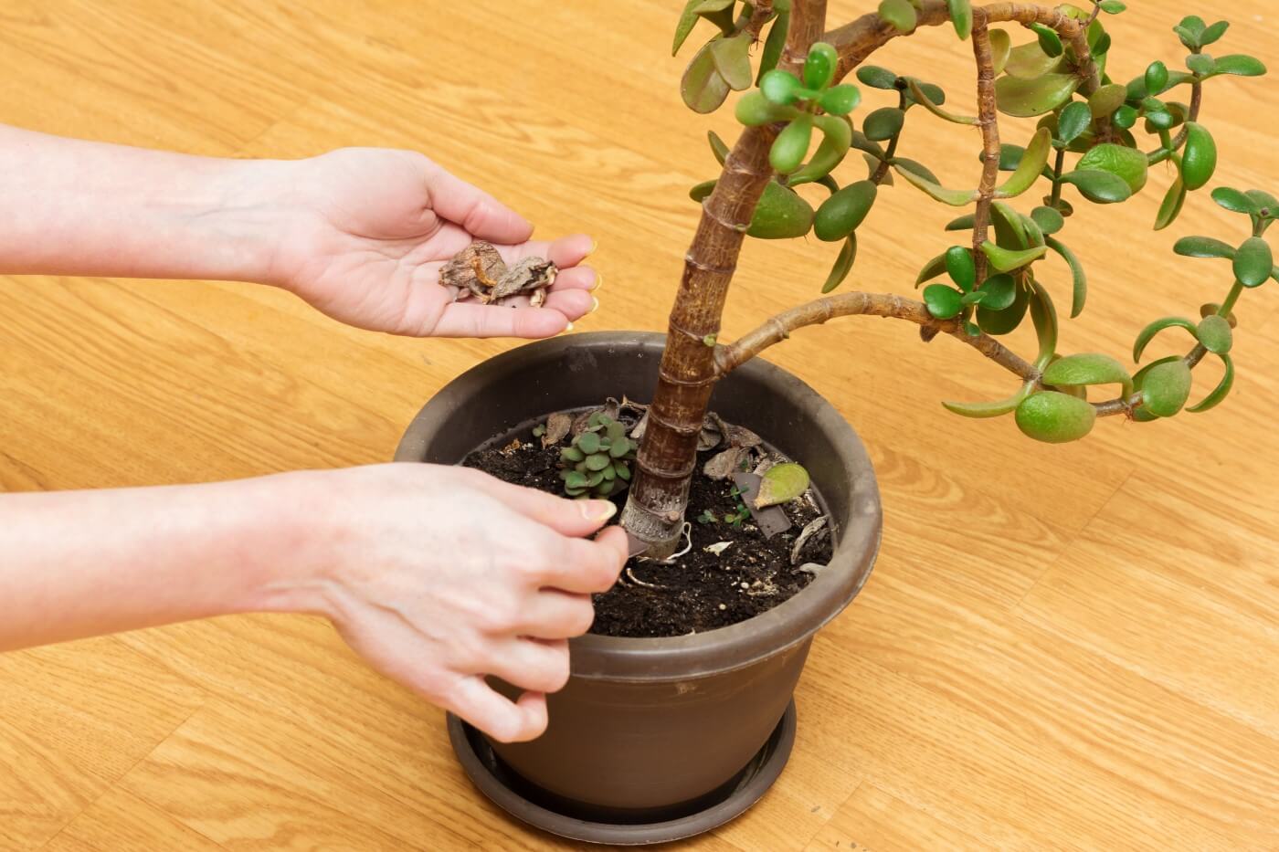 22+ Will Jade Plant Leaves Grow Back