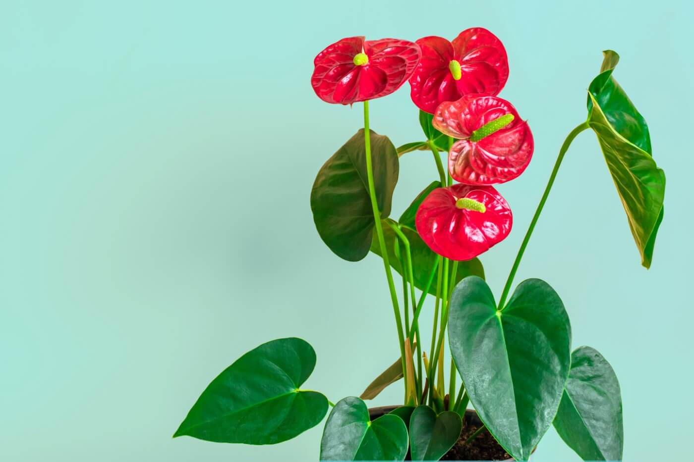 9 Amazing Uses and Benefits of Anthurium Plants