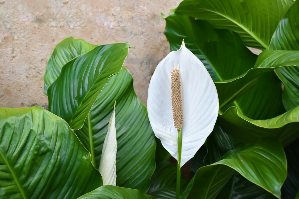 12 Amazing Uses And Benefits Of Peace Lily Plants Petal Republic 12-amazing-uses-and-benefits-of-peace-lily-plants-petal-republic