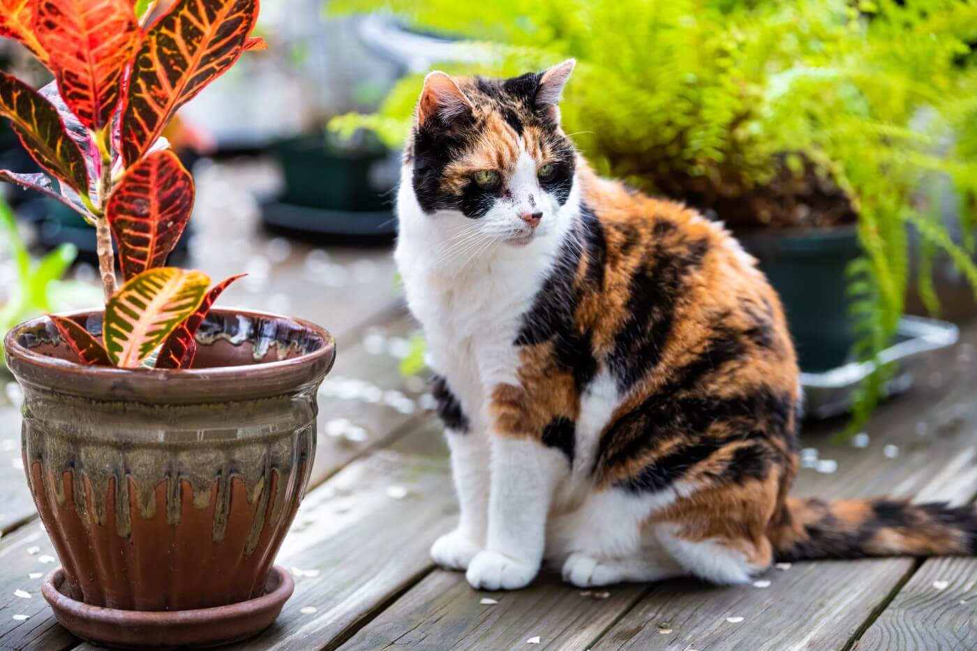 Are Croton Plants Pet Friendly? (Essential Guide)