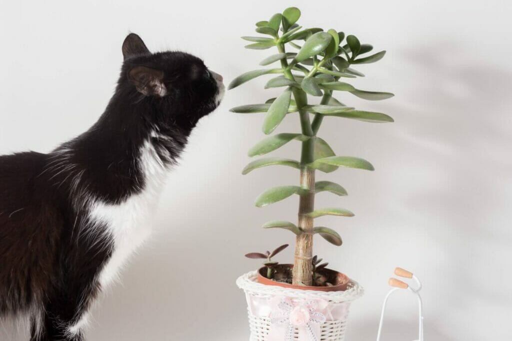 Are Jade Plants Toxic to Humans and Pets? (Essential Guide)