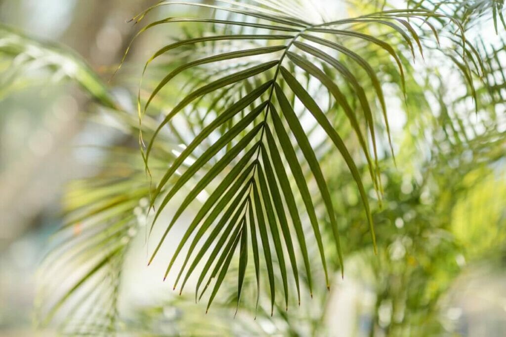 Areca Palms Improve Indoor Humidity