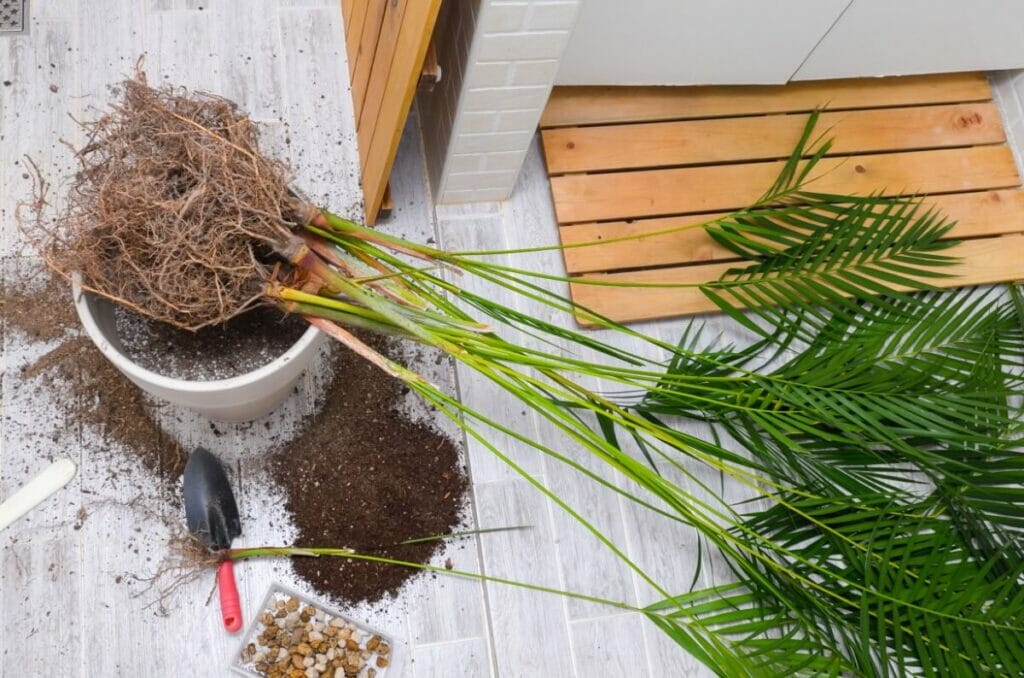 Areca Palms are Easy to Propagate