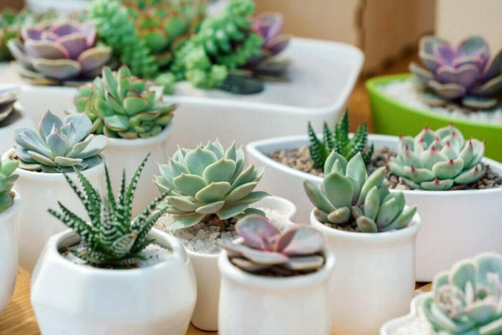 Aries (March 21–April 19) - Succulents