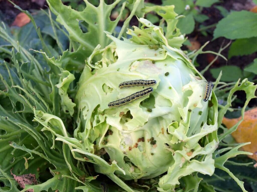 Cutworms consuming a large cabbage head