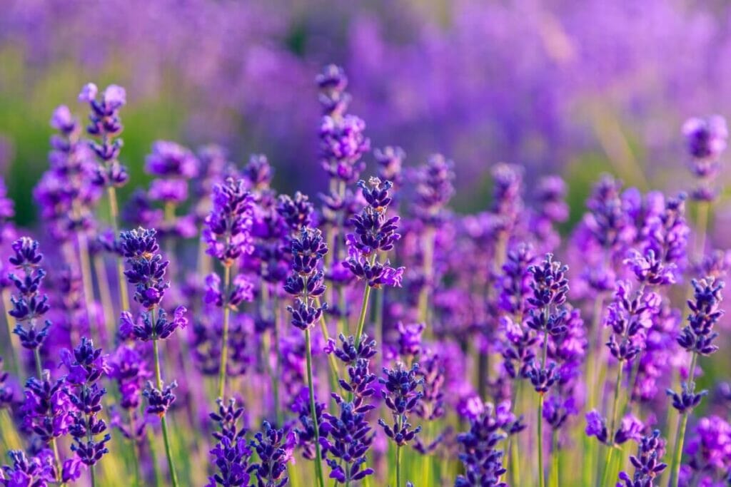 Gemini (May 21–June 21) - Lavender
