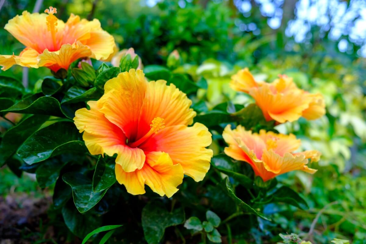 50 Unique Tropical Flowers With Photos