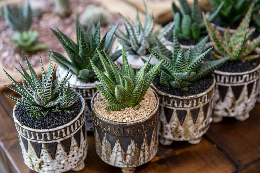 Haworthia