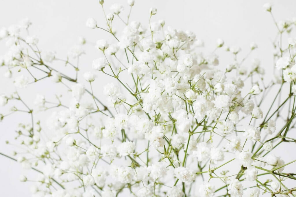 Historical References to Baby’s Breath