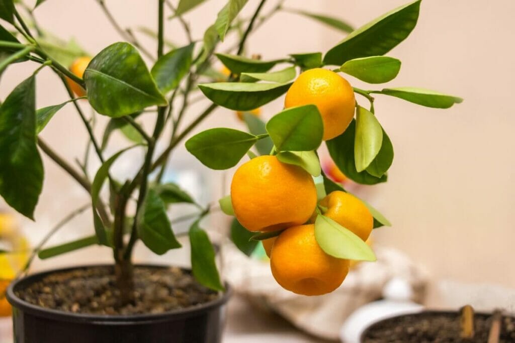 How Often Do Indoor Citrus Trees Need Repotting?