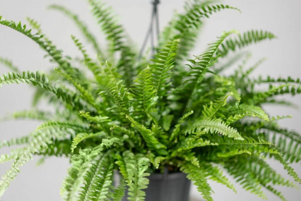Libra (September 23–October 23) - Ferns