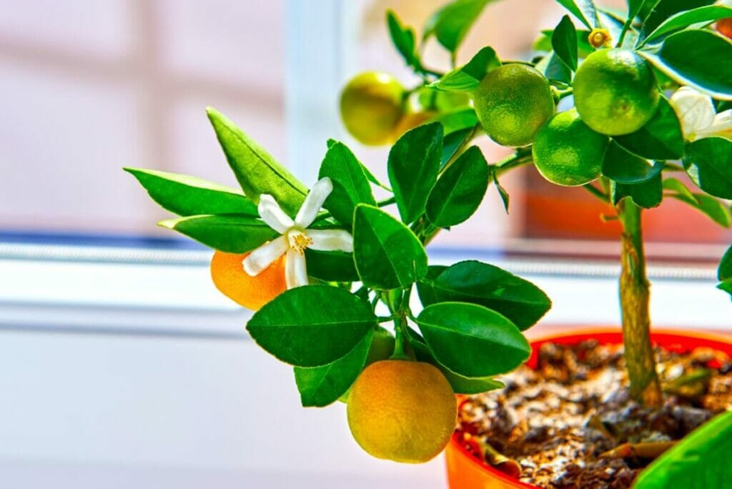 Light Requirements for Indoor Citrus Trees