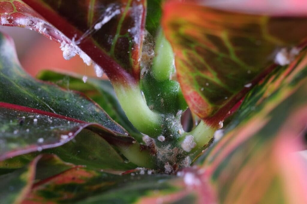 Mealybugs