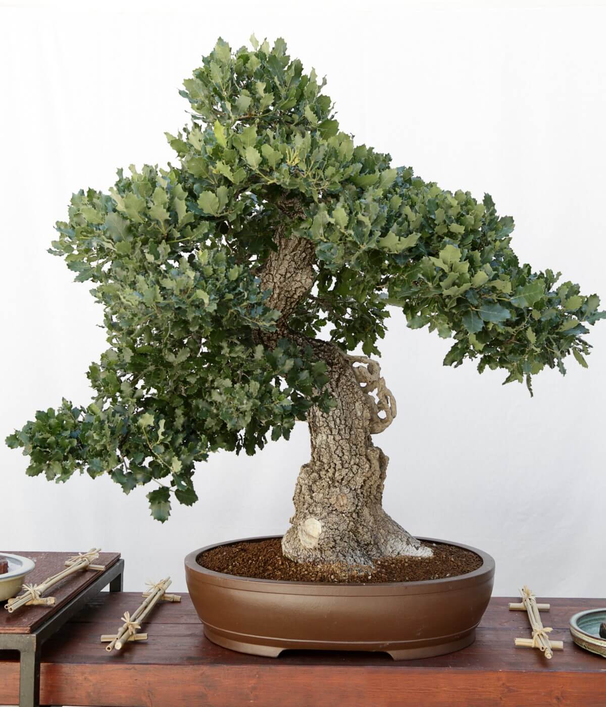 Bonsai Tree Meaning, Symbolism, and 16 Popular Types Petal Republic