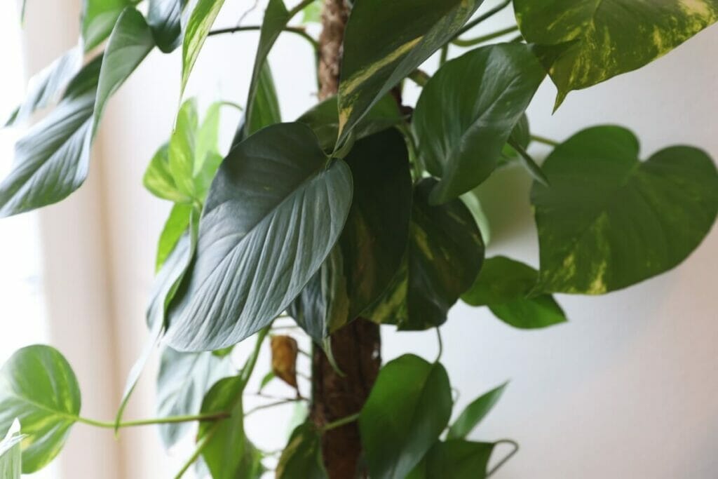 Philodendron Plants Can Produce Fruits