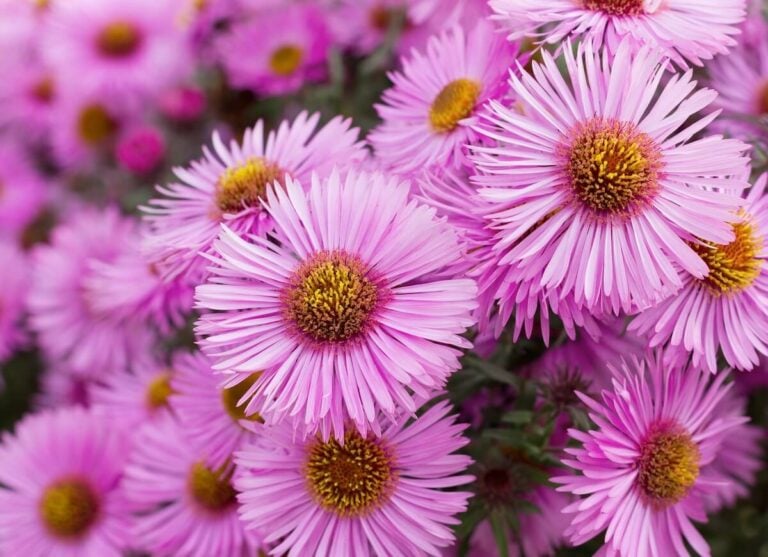 aster flower meaning