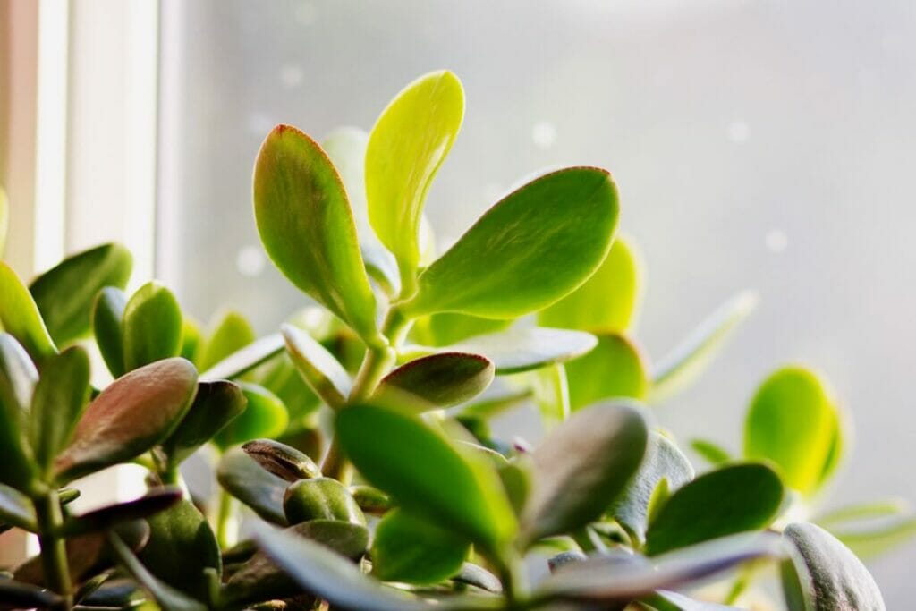 A jade plant with lime green leaves next to a window