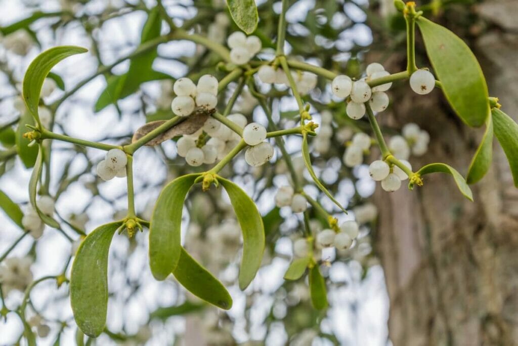 Sagittarius (November 22–December 21) - Mistletoe