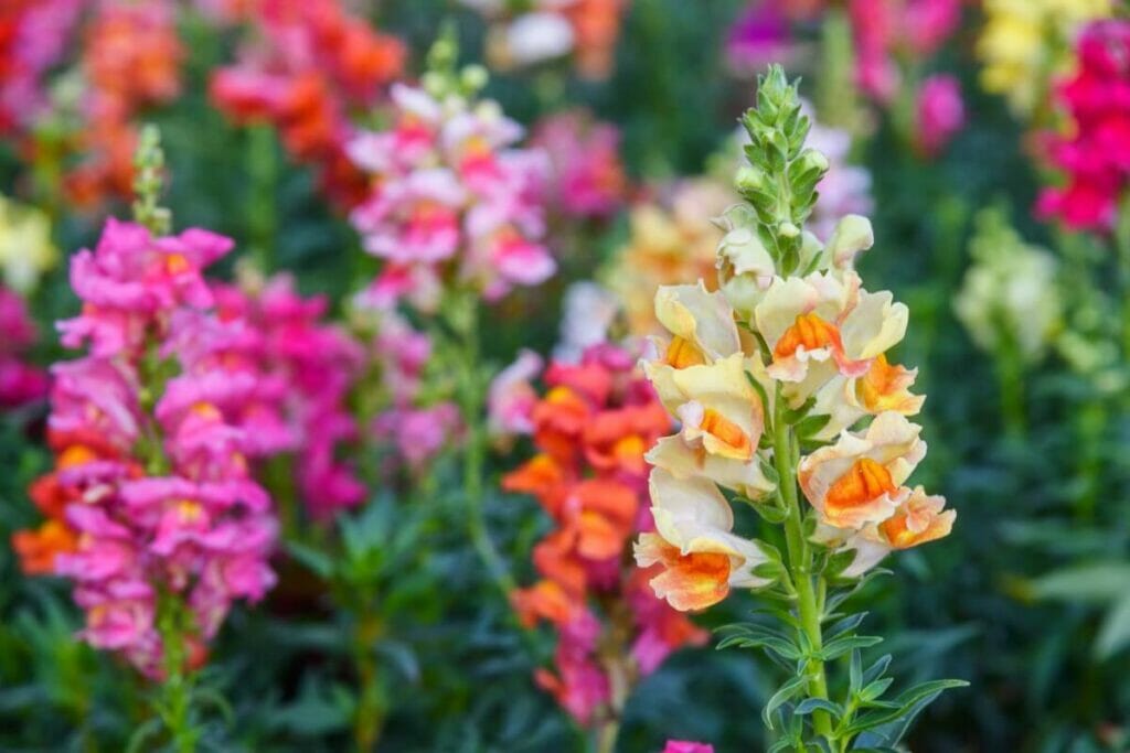 Snapdragon Meanings Throughout History