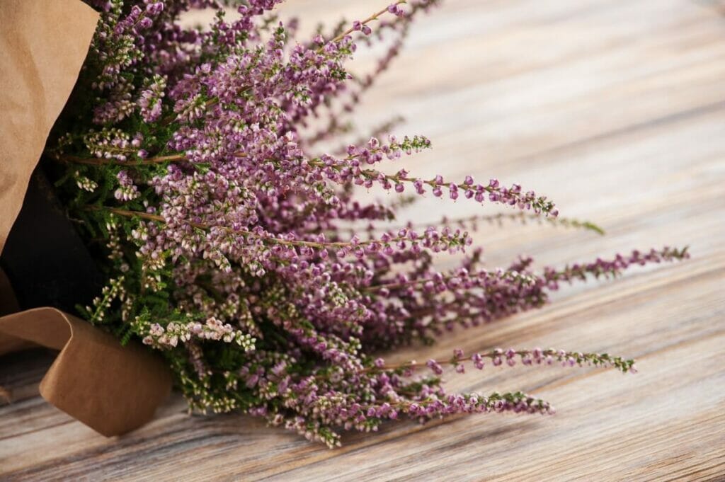 Bouquet of purple heather flowers
