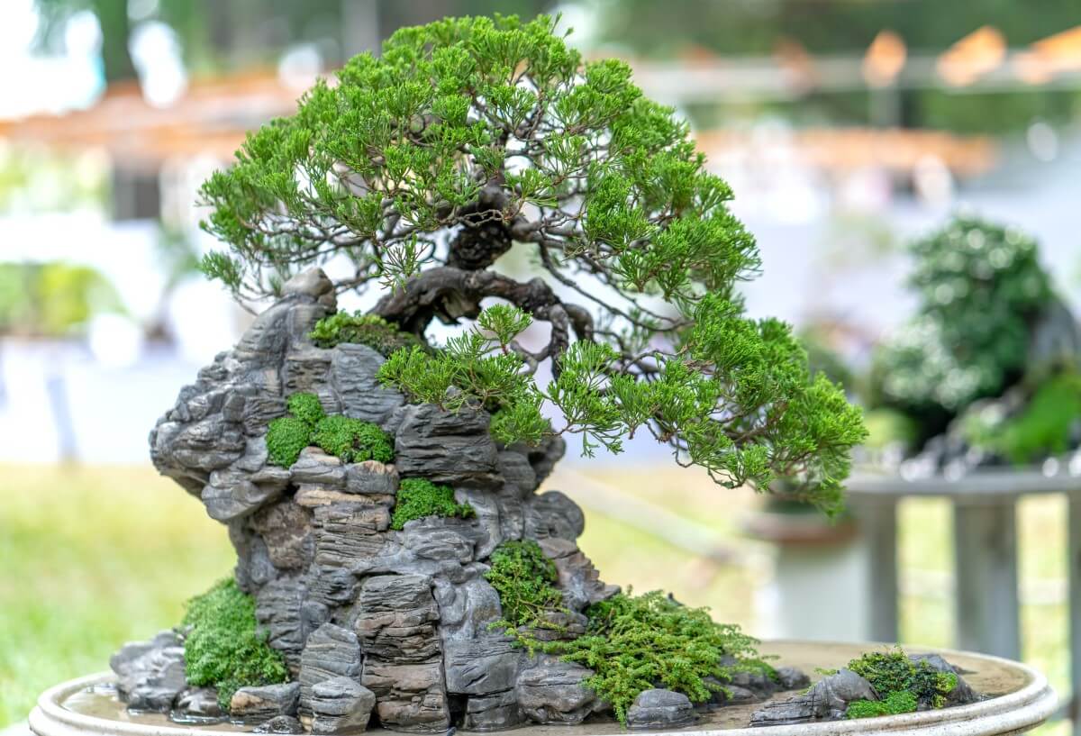 Bonsai Tree Meaning, Symbolism and 16 Popular Types Petal Republic