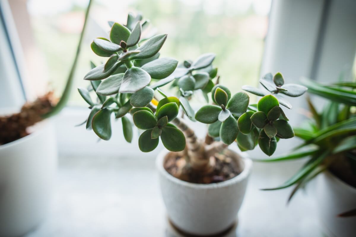 10 Common Reasons Your Jade Plant is Dropping Leaves Petal Republic