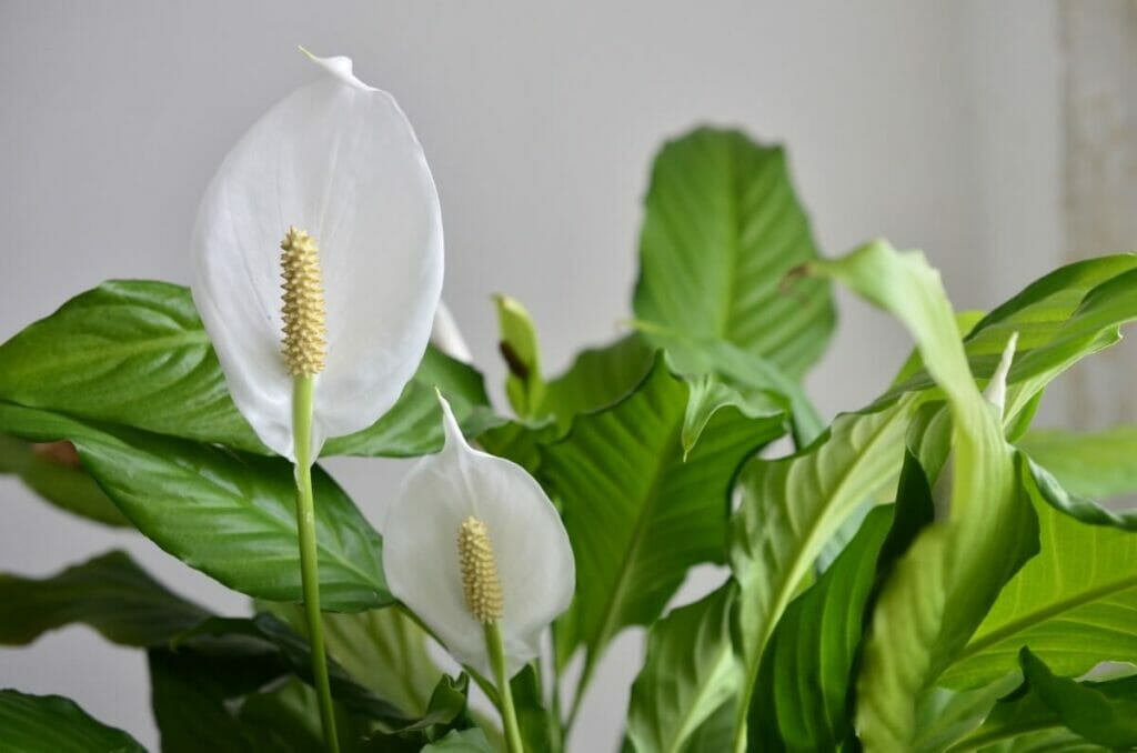 Types of Light for Houseplants