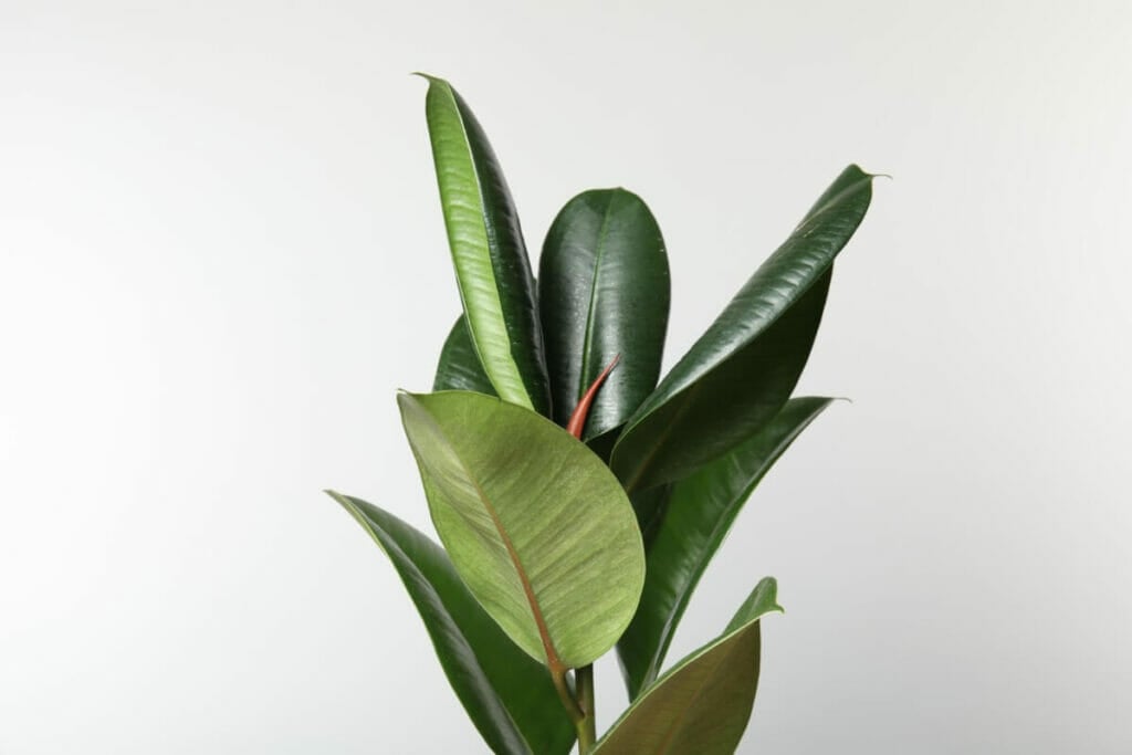 Virgo (August 23–September 22) - Rubber Tree Plant