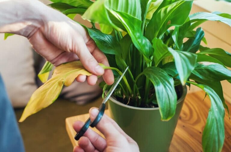 10 Common Causes of Peace Lily Leaves Turning Yellow Petal Republic