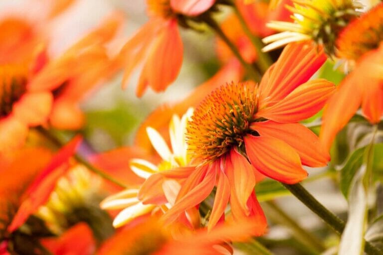 75 Orange Flowers With Names, Pictures, and Growing Tips Petal Republic