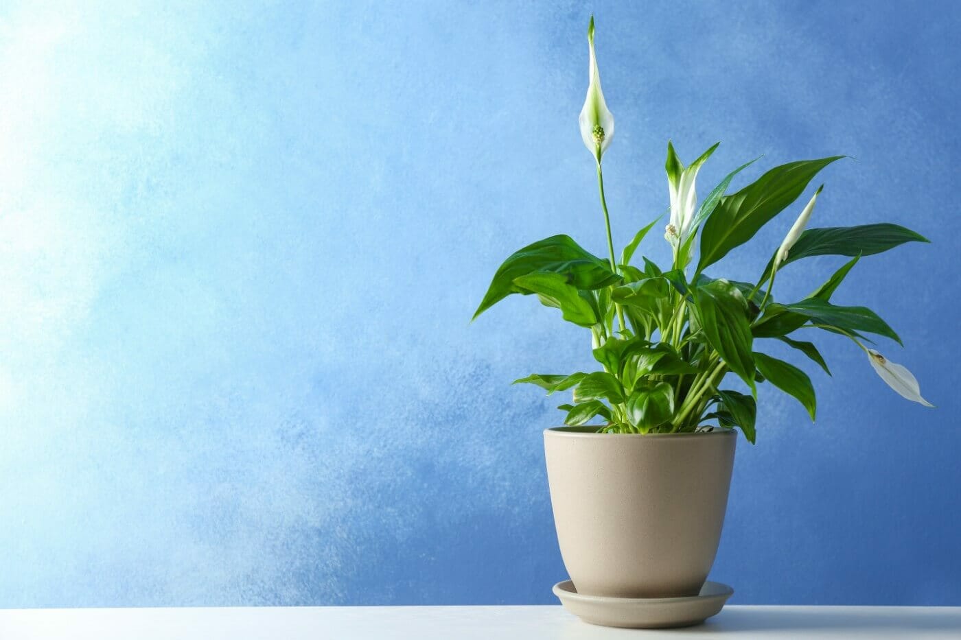 8 Common Reasons Your Peace Lily is Drooping