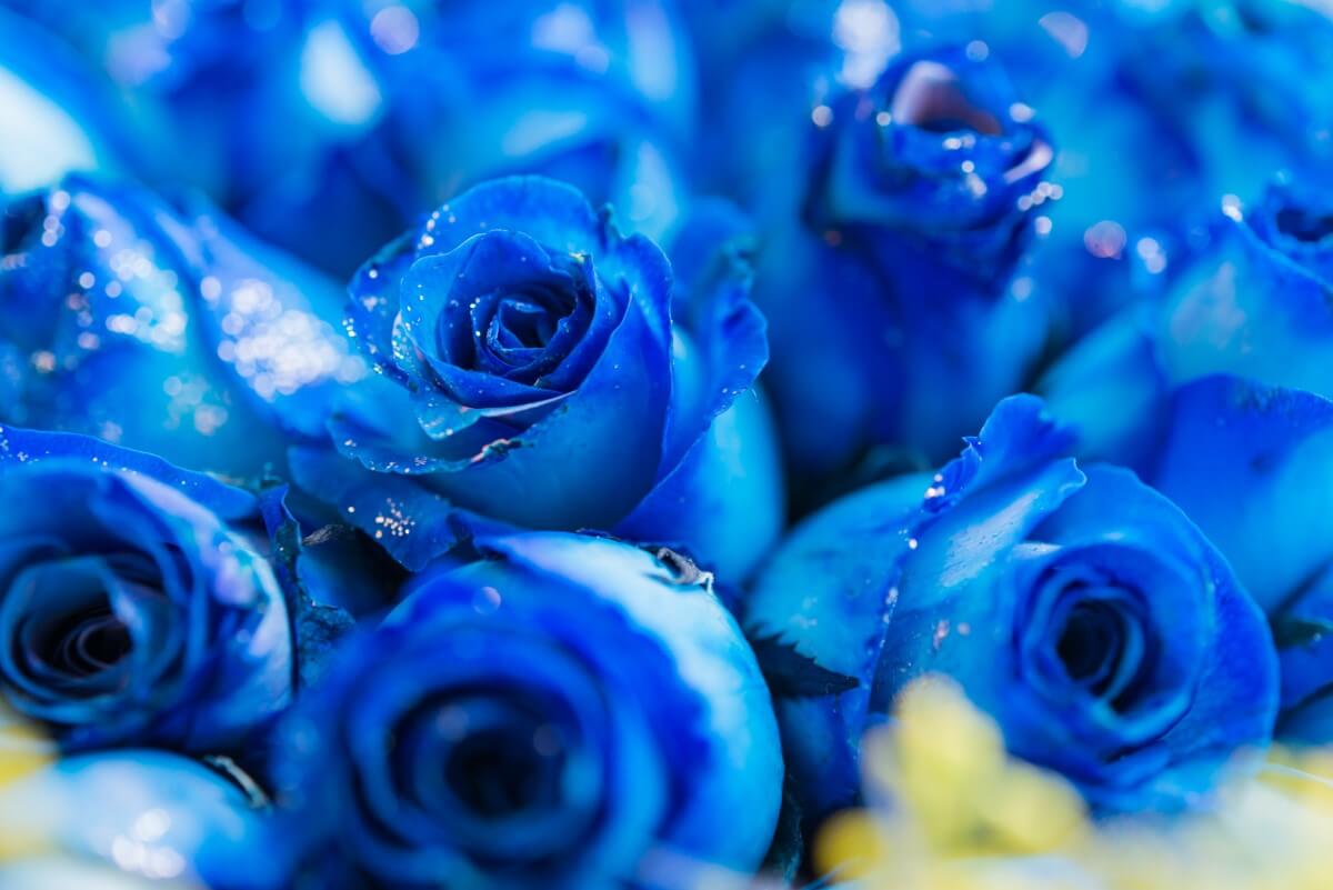 Why Are Blue Roses Special? Unveiling Their Unique Symbolism Petal