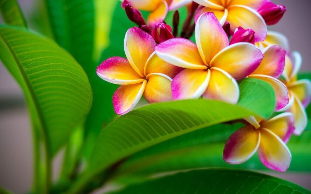 About Frangipani (Plumeria) Flowers