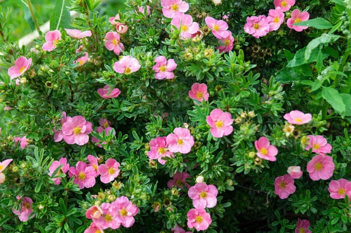 Ultimate Guide to Potentilla Meaning and Symbolism Petal Republic